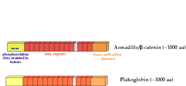 Armadillo Plakoglobin comparison